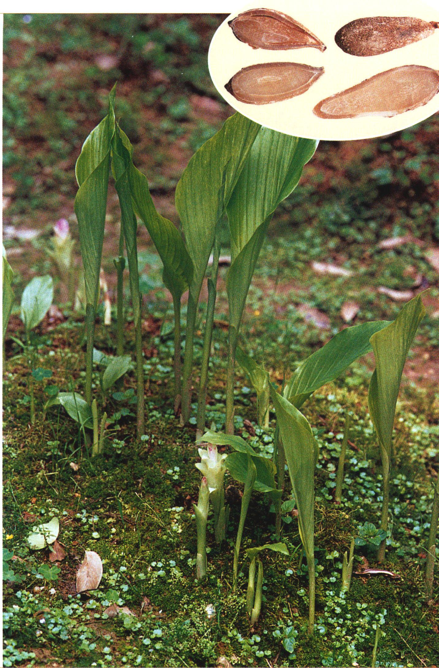 郁金